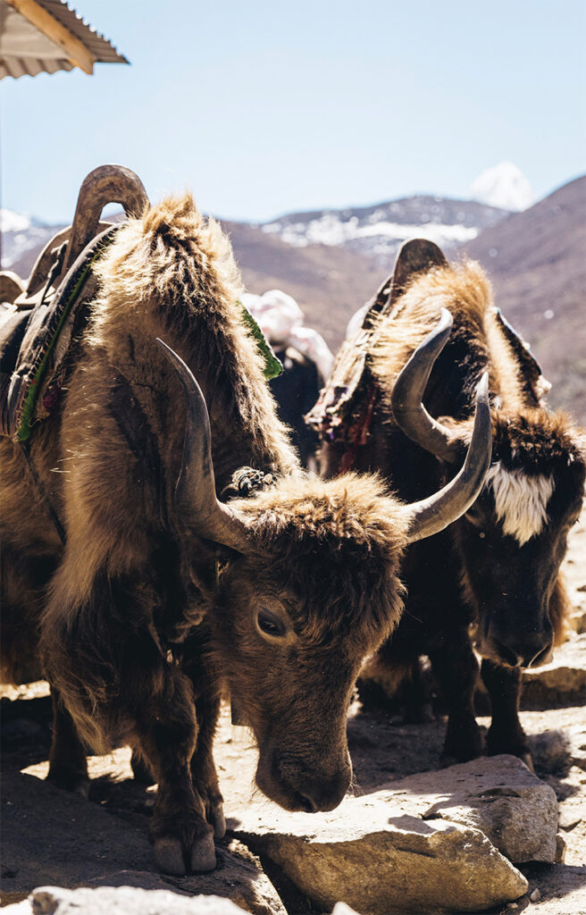 Jakar-Mount-everest-Nepal